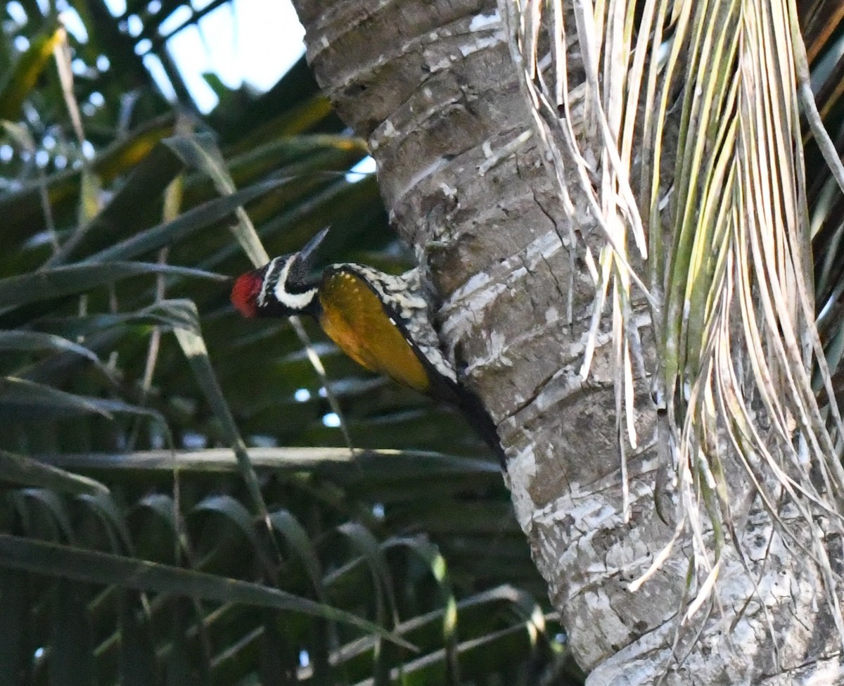 Black-rumped Flameback - ML646959520