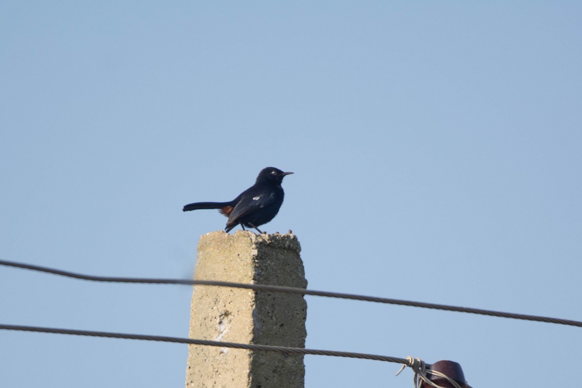 Indian Robin - ML646959521