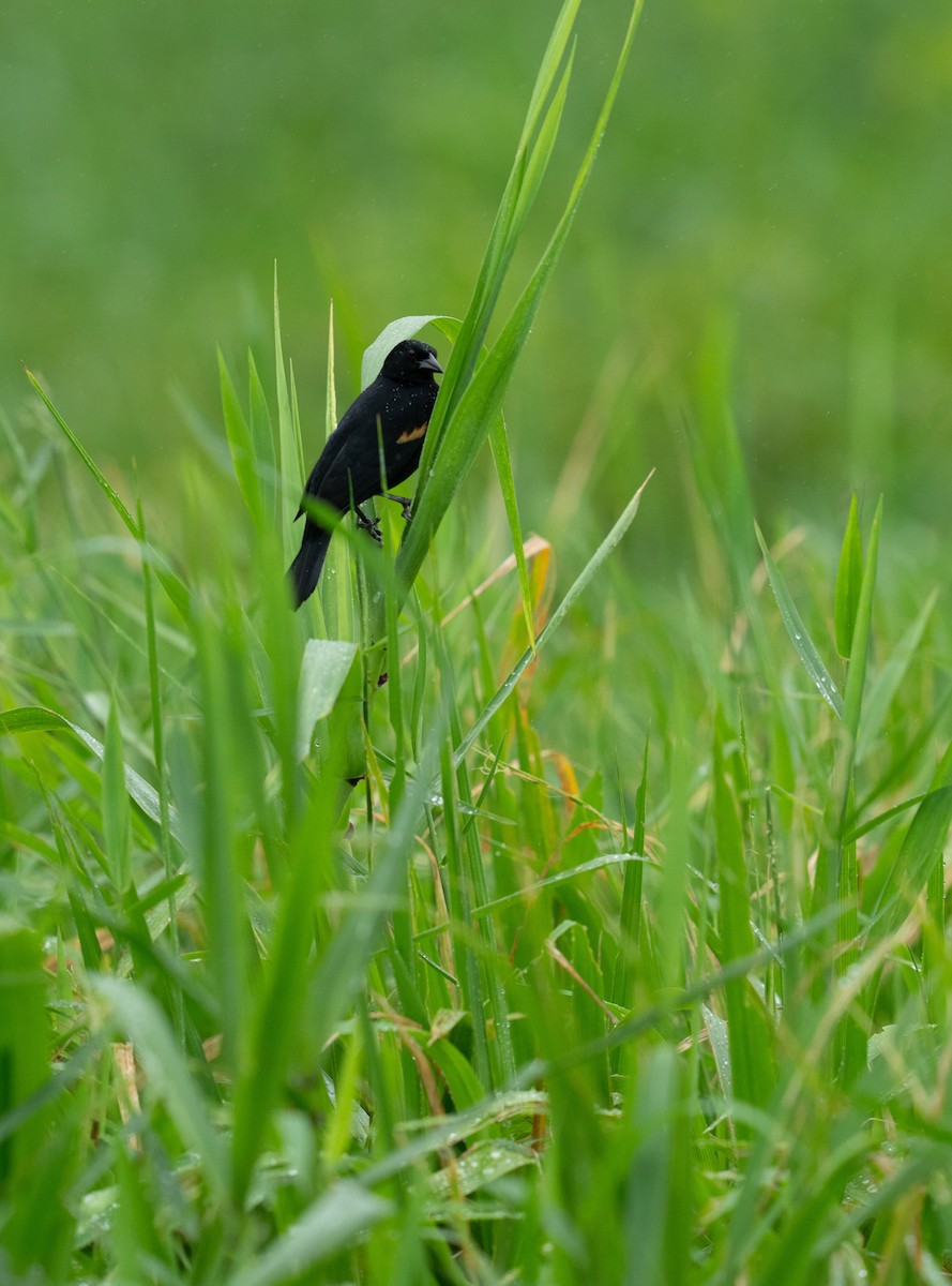 Red-winged Blackbird - ML646959522