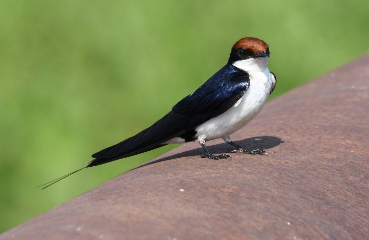 Wire-tailed Swallow - ML646959523