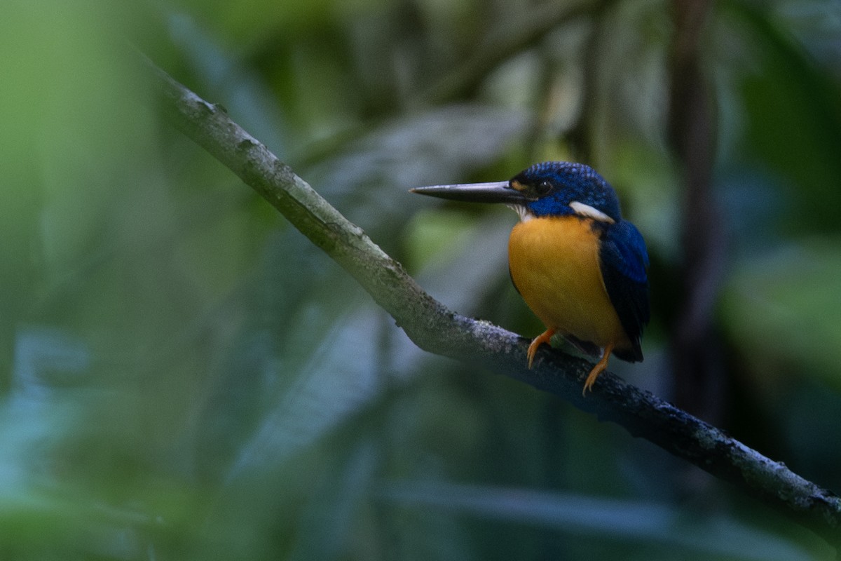 Papuan Dwarf-Kingfisher - ML646959524