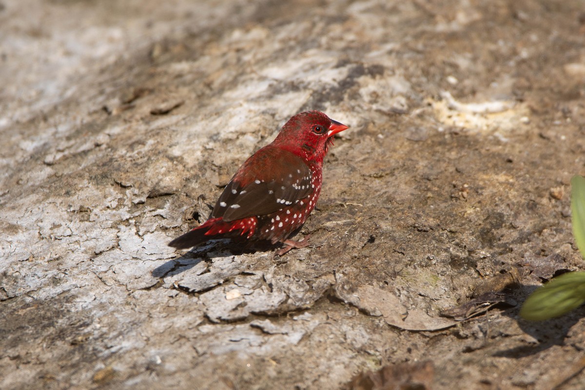 Red Avadavat - ML646959525