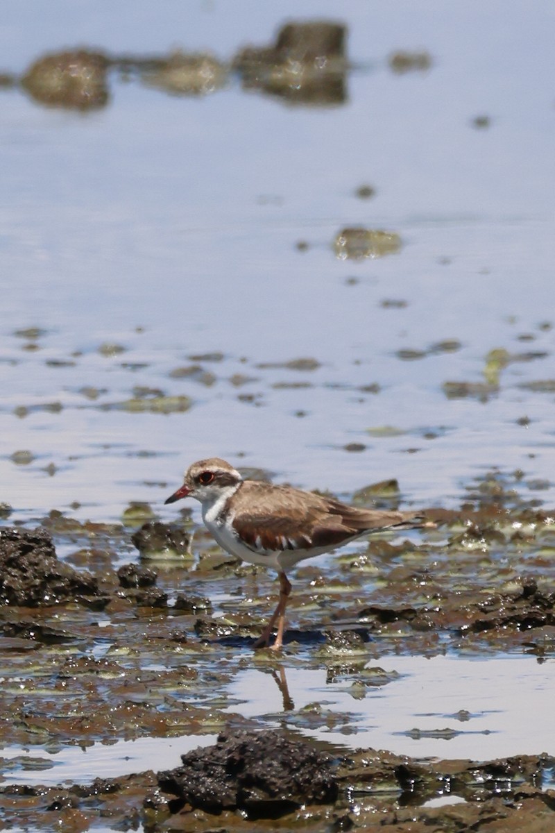 Black-fronted Dotterel - ML646959526