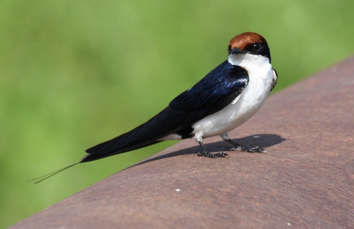 Wire-tailed Swallow - ML646959527