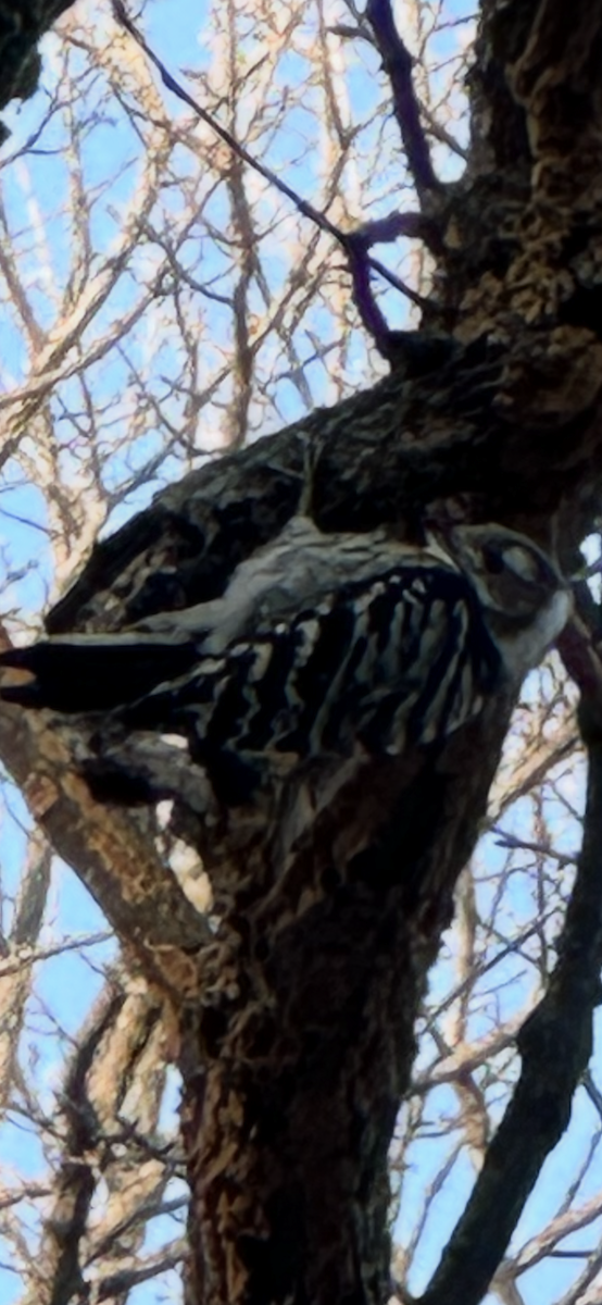 Japanese Pygmy Woodpecker - ML646959528