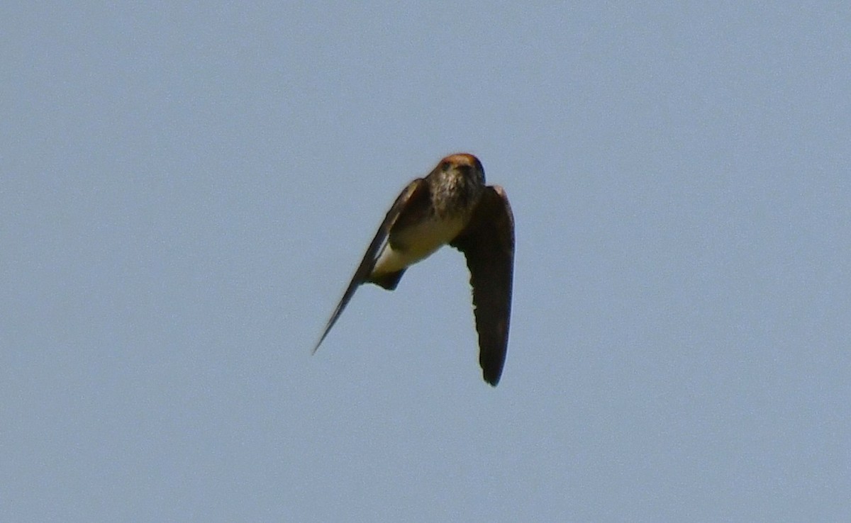 Streak-throated Swallow - ML646959529