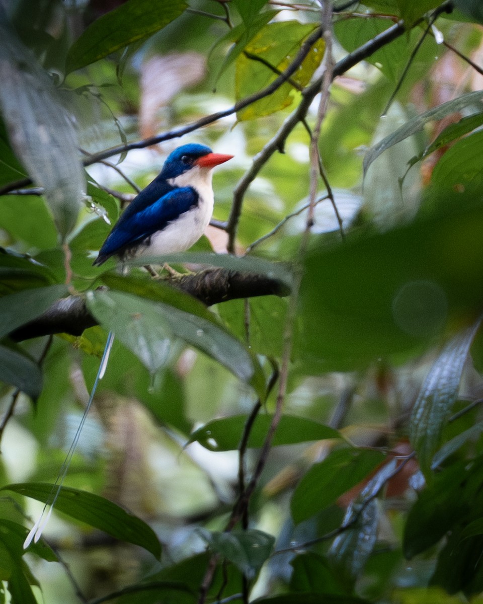 Common Paradise-Kingfisher - ML646959530