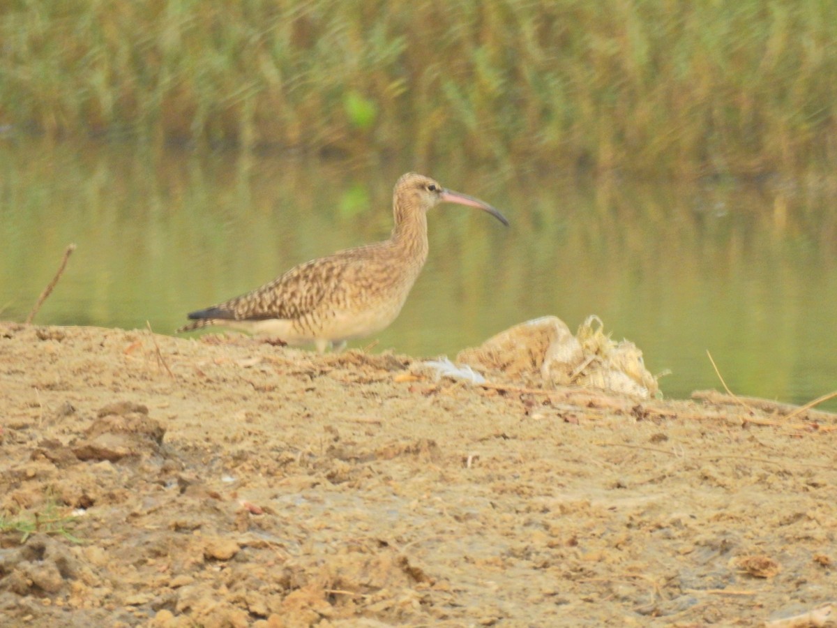 中杓鷸 - ML646959532