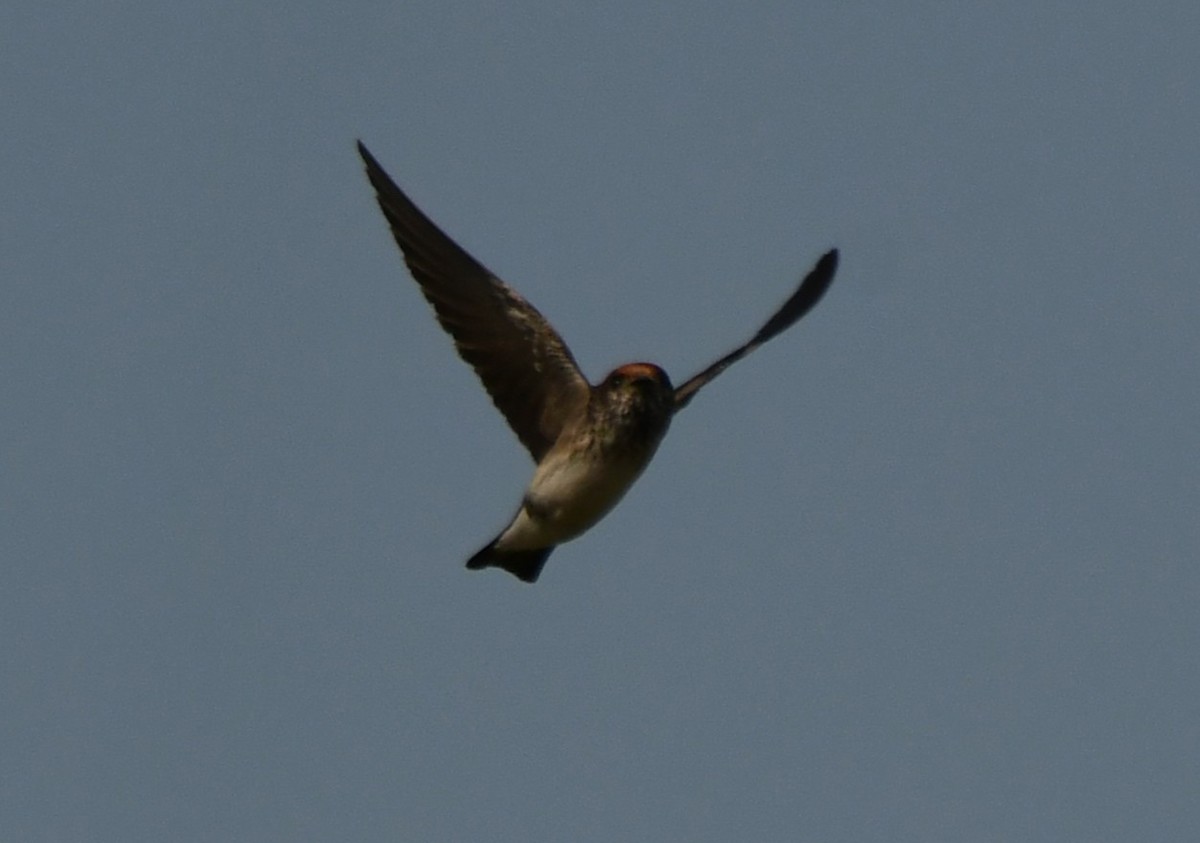 Streak-throated Swallow - ML646959533