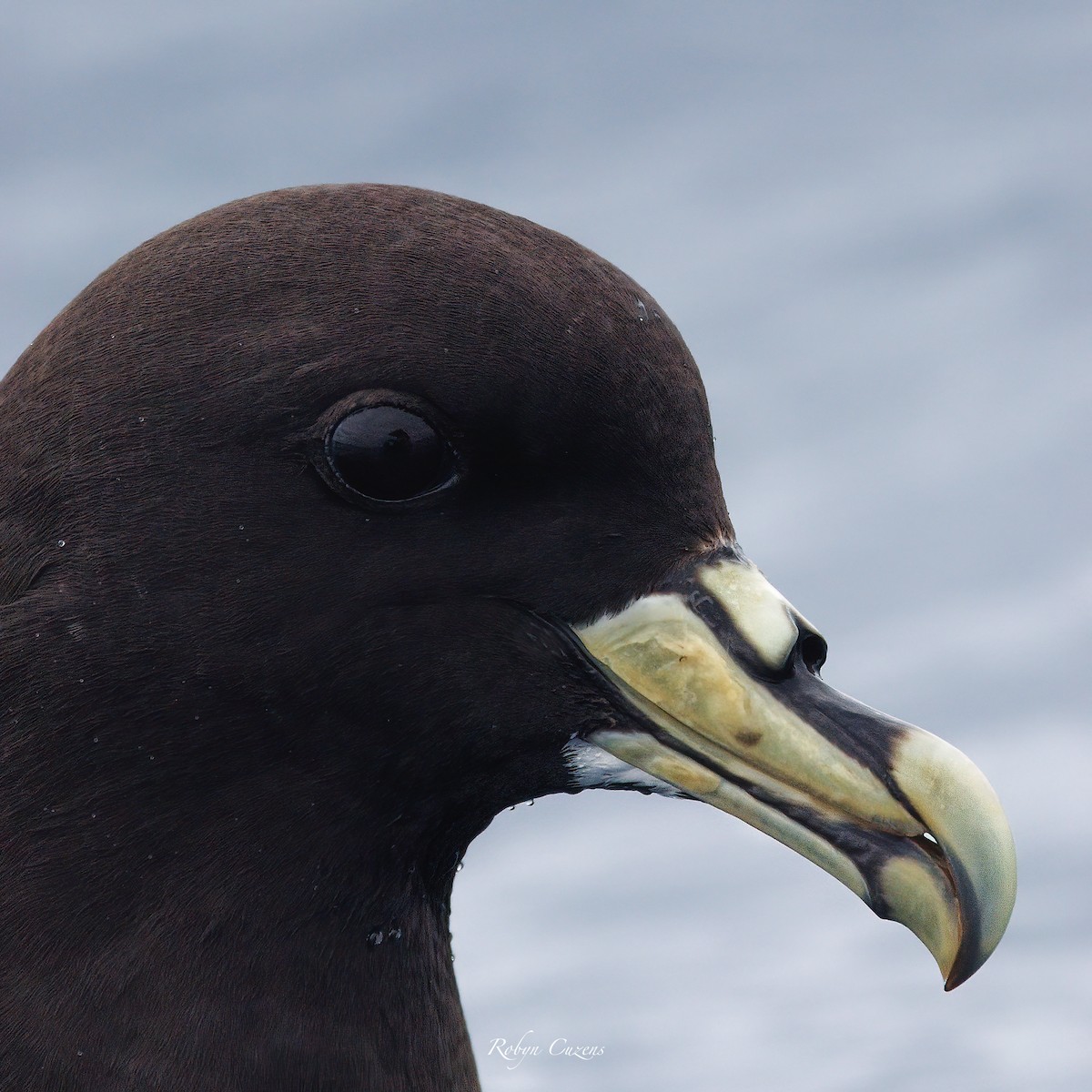 White-chinned Petrel - ML646959534