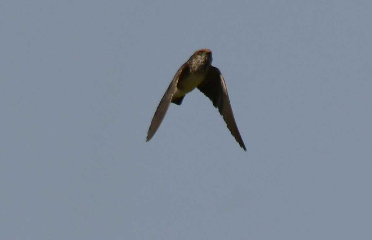 Streak-throated Swallow - ML646959539
