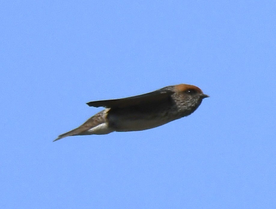 Streak-throated Swallow - ML646959541