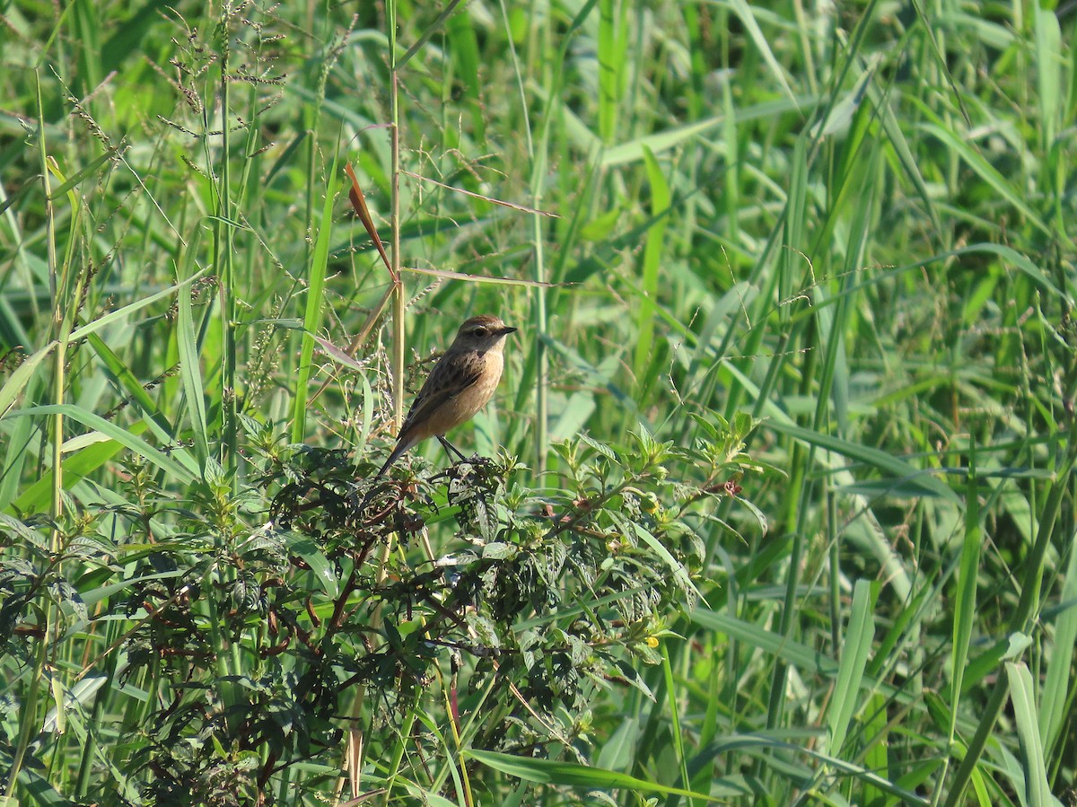 黑喉鴝 - ML646959542