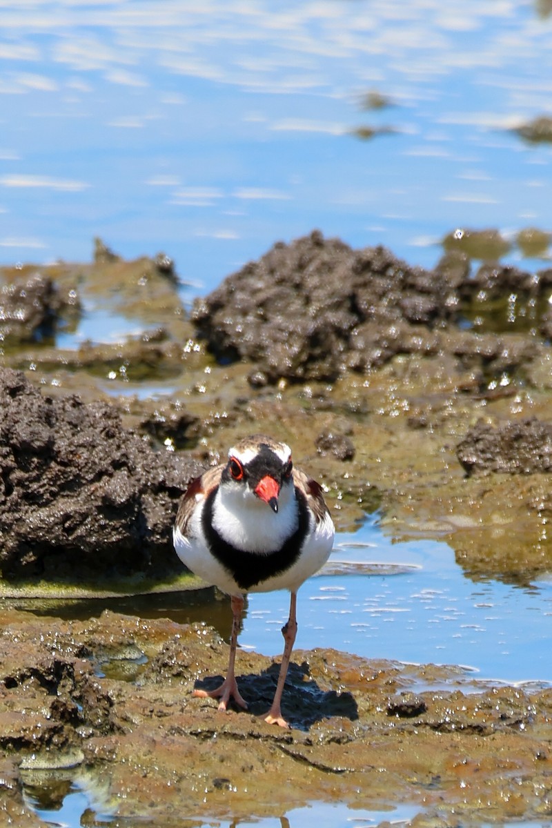 Black-fronted Dotterel - ML646959543