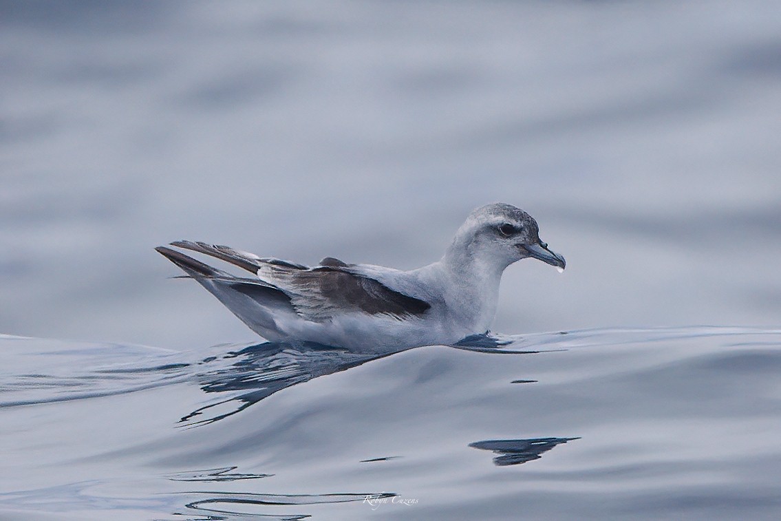 Fairy Prion - ML646959544