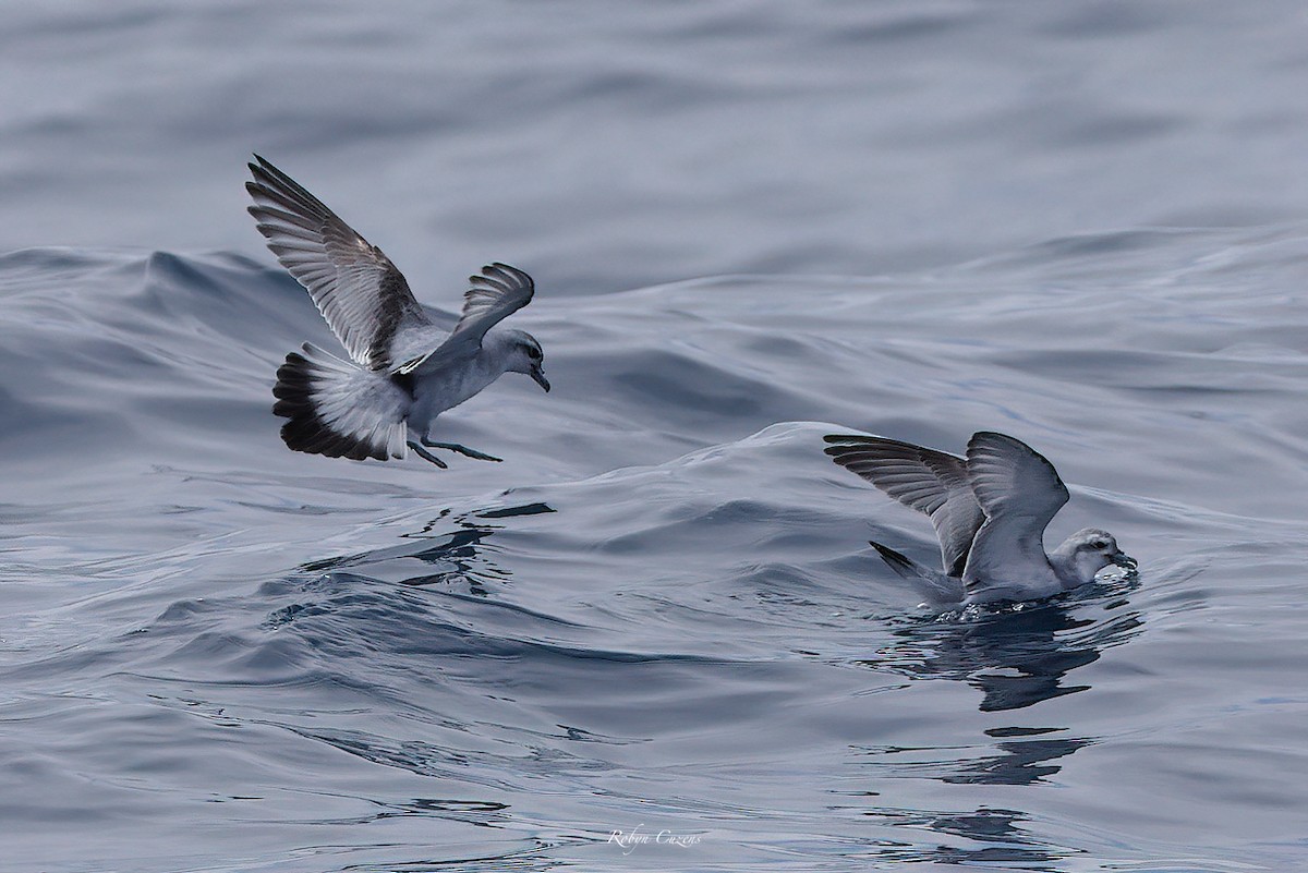 Fairy Prion - ML646959545