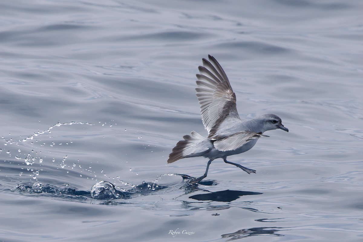 Fairy Prion - ML646959546