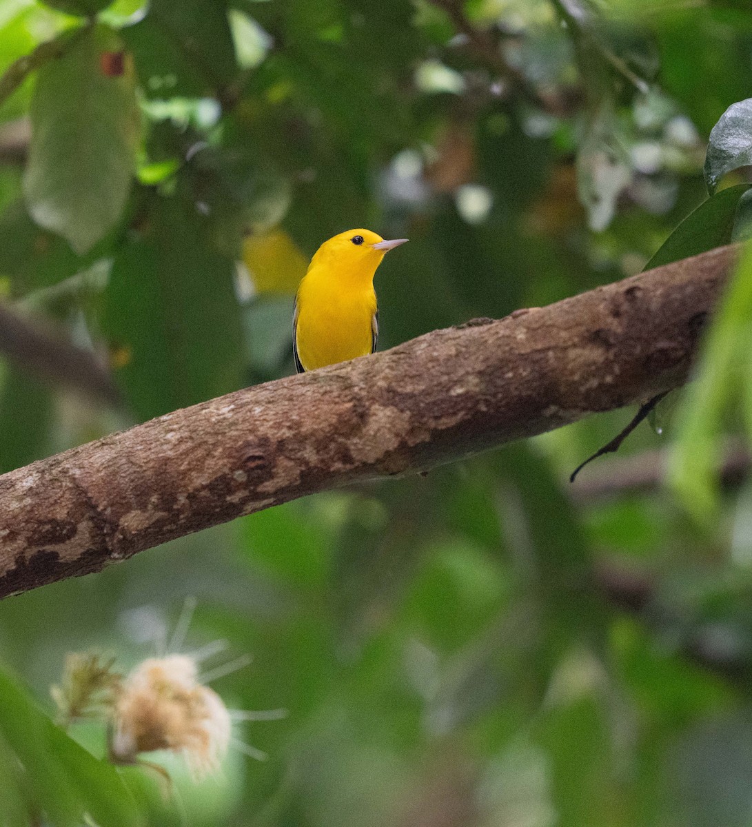 Prothonotary Warbler - ML646959548