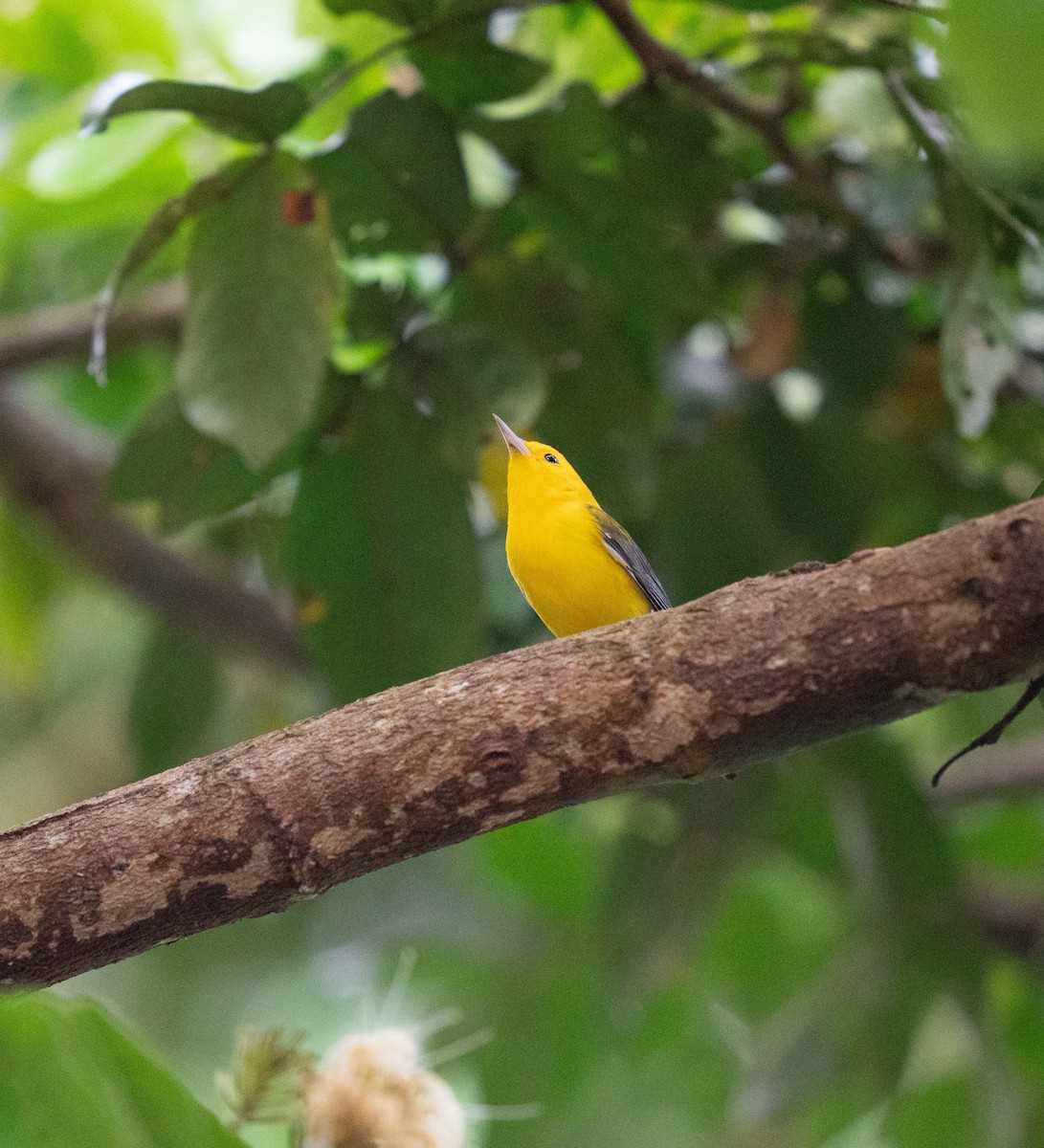 Prothonotary Warbler - ML646959549