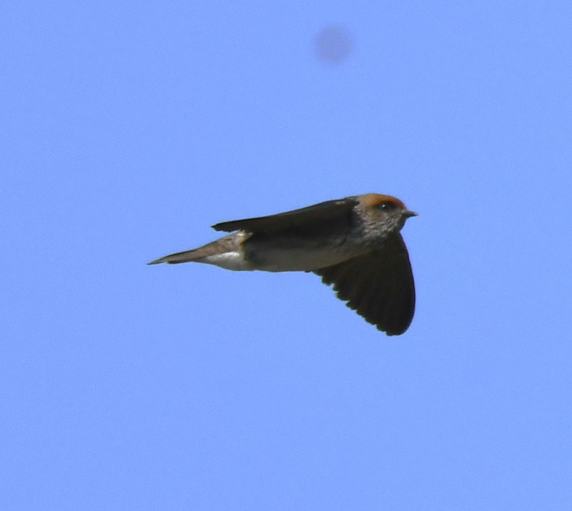 Streak-throated Swallow - ML646959552