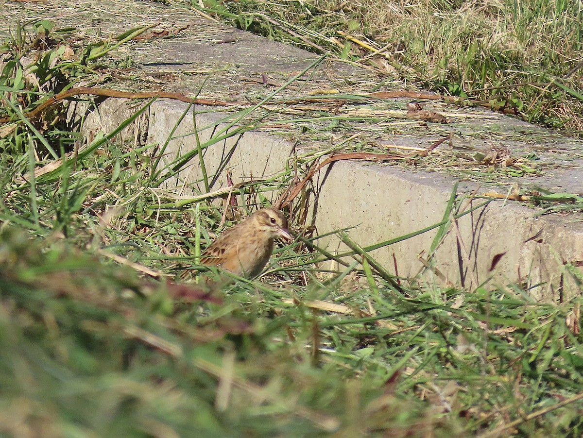 大花鷚 - ML646959553