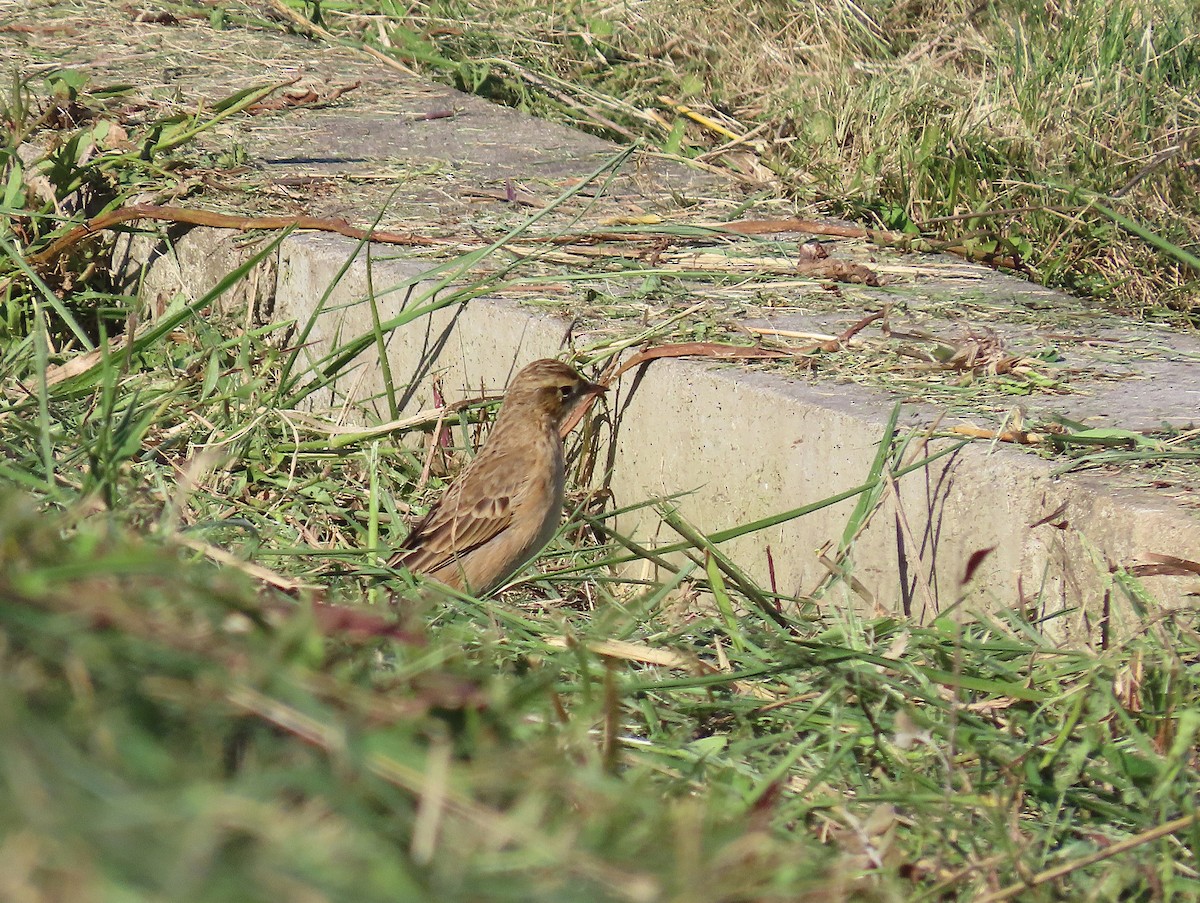 大花鷚 - ML646959554