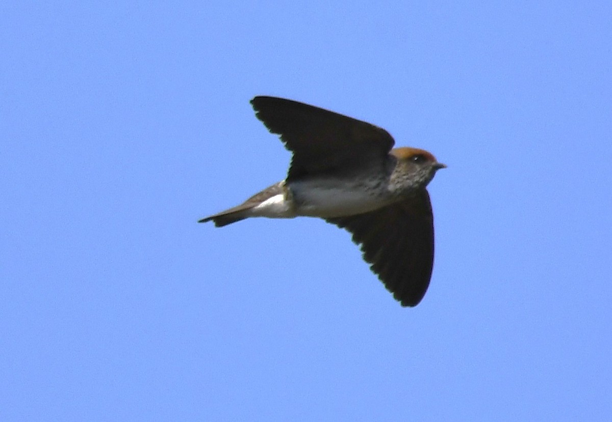 Streak-throated Swallow - ML646959556
