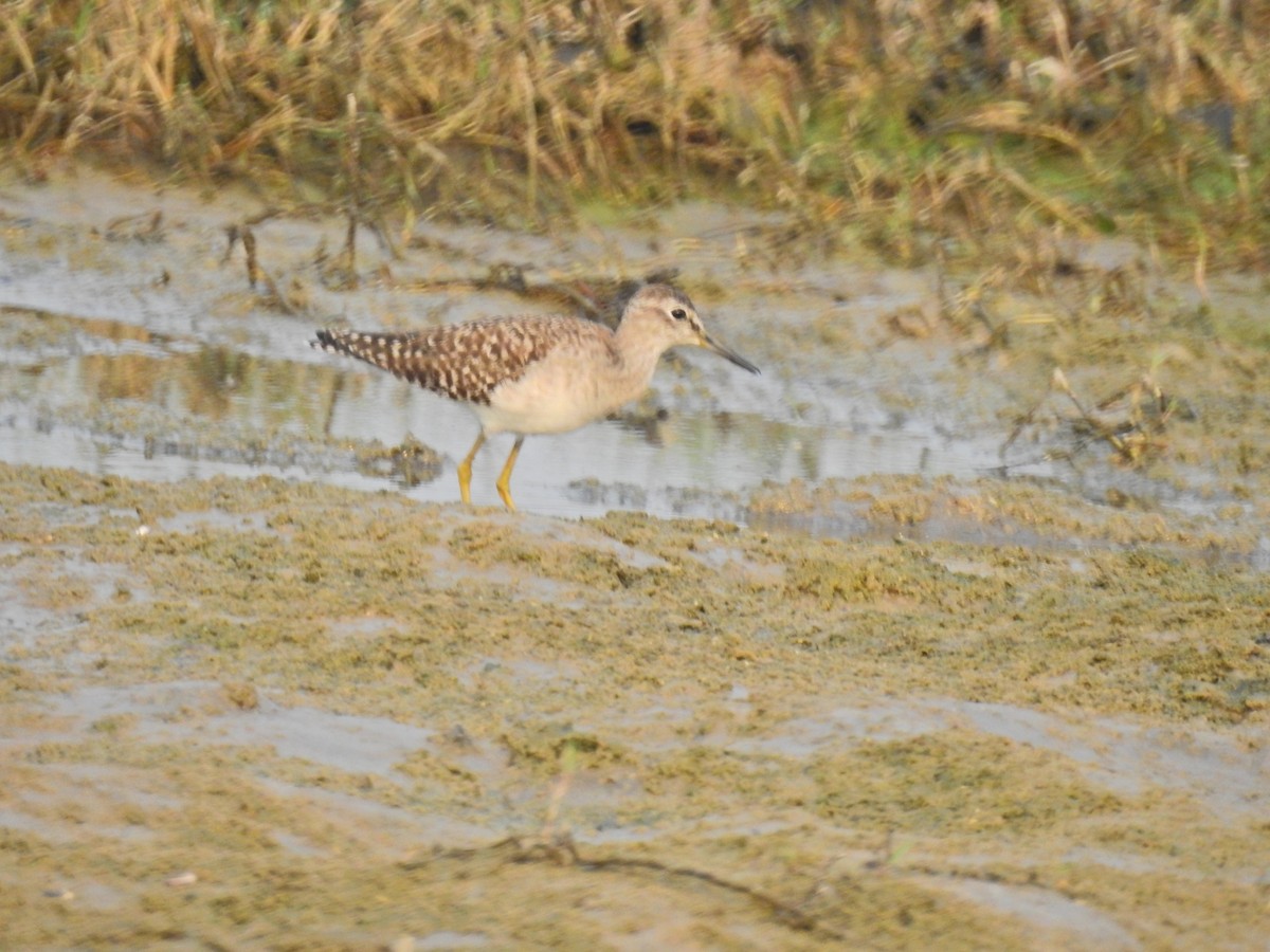 Wood Sandpiper - ML646959557