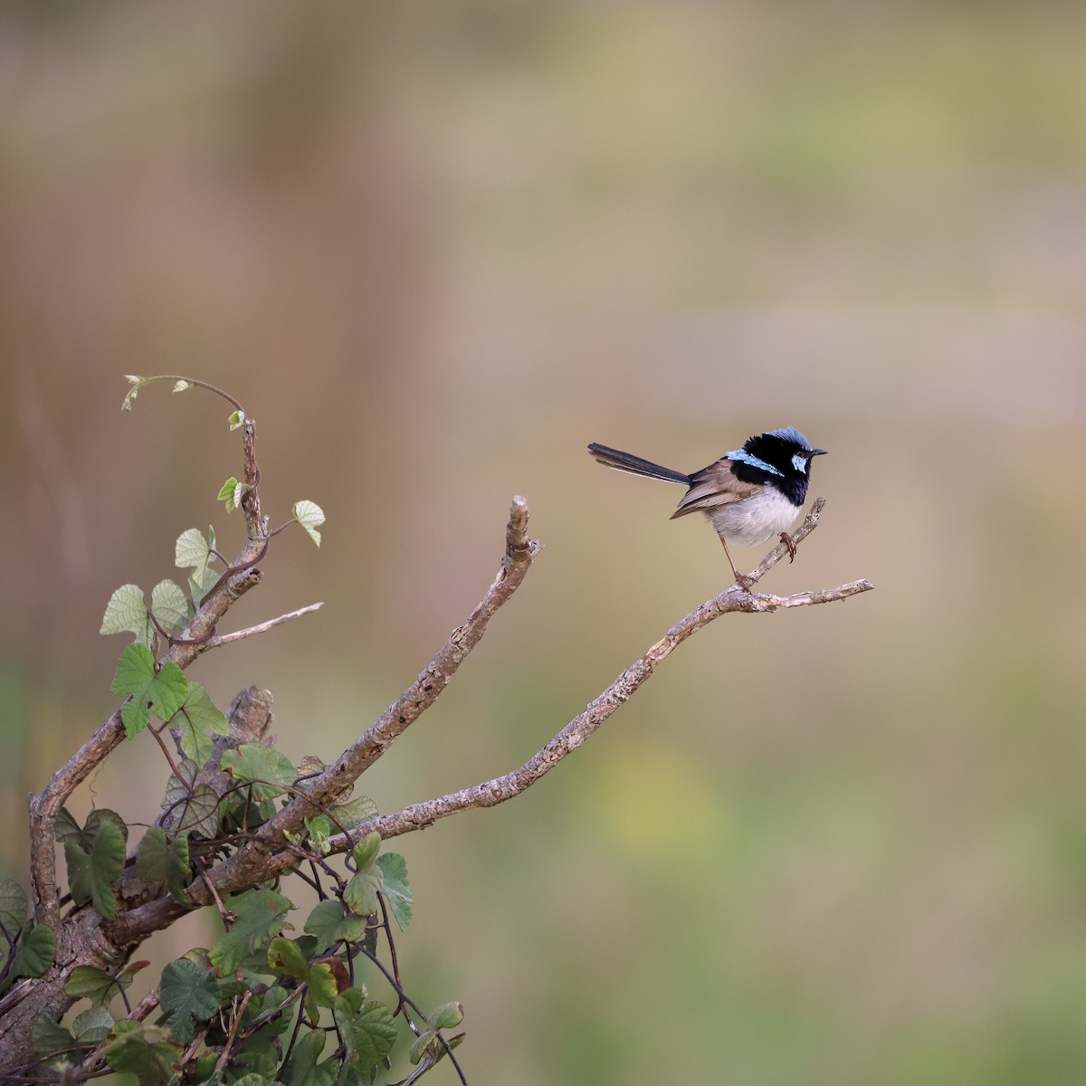 Superb Fairywren - ML646959558