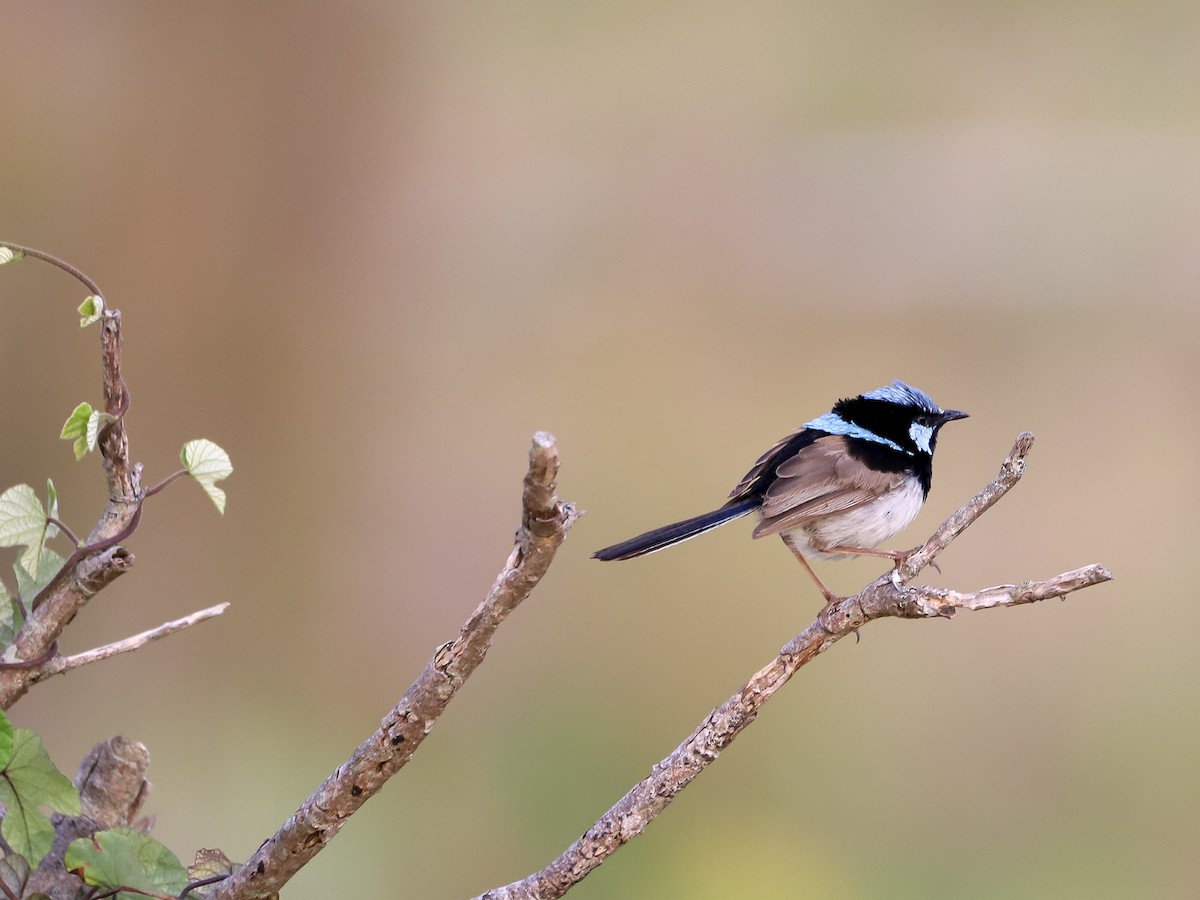Superb Fairywren - ML646959559
