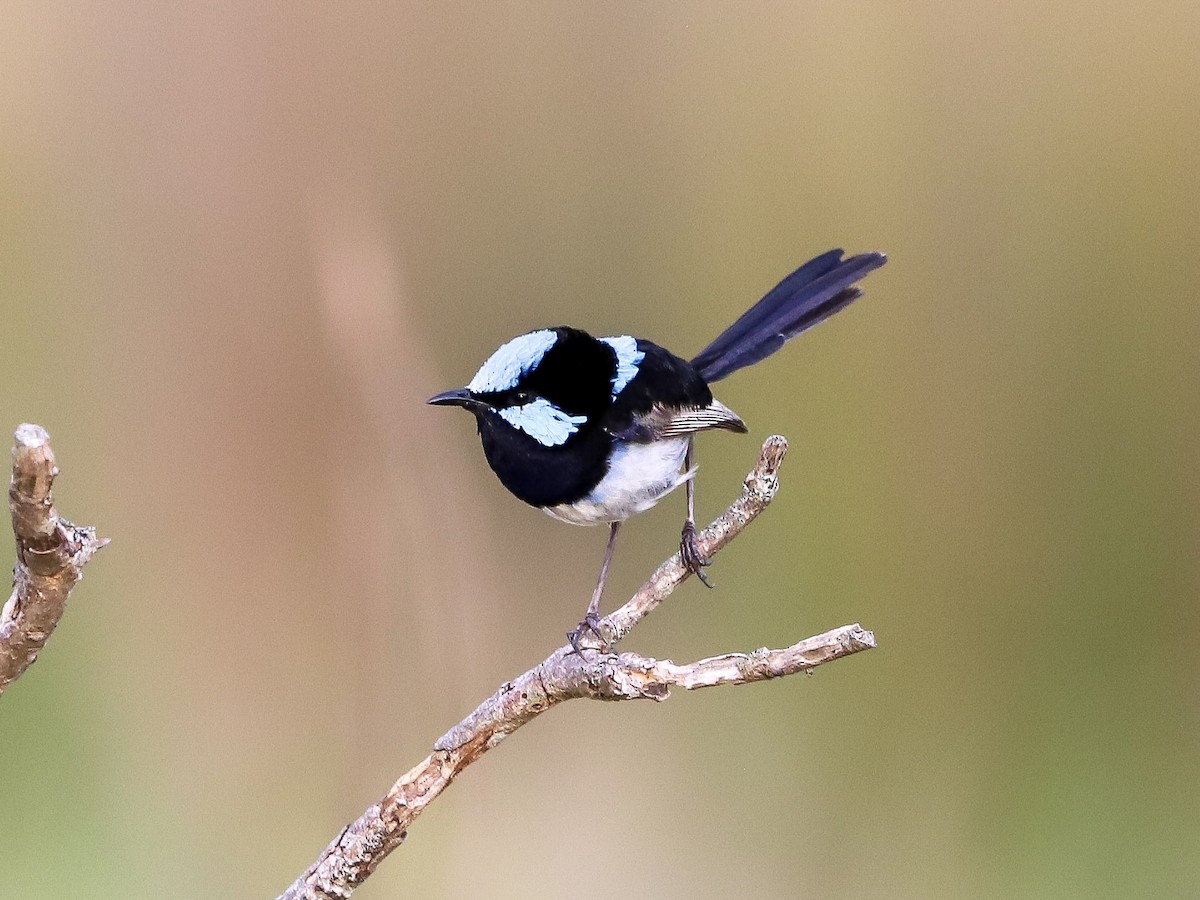 Superb Fairywren - ML646959560
