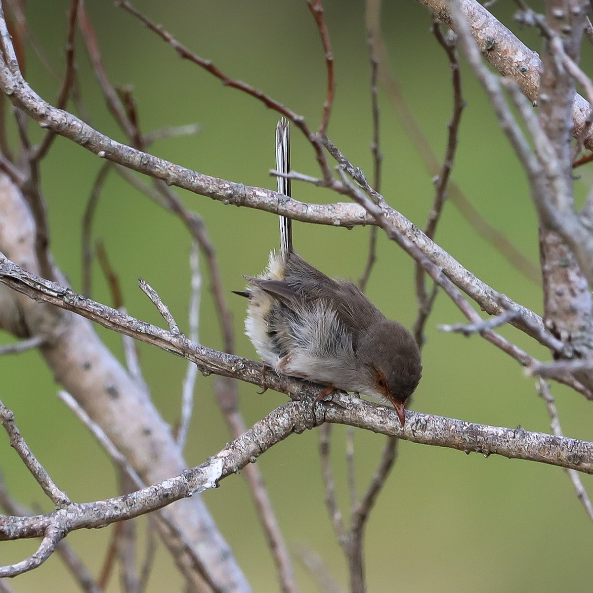Superb Fairywren - ML646959565