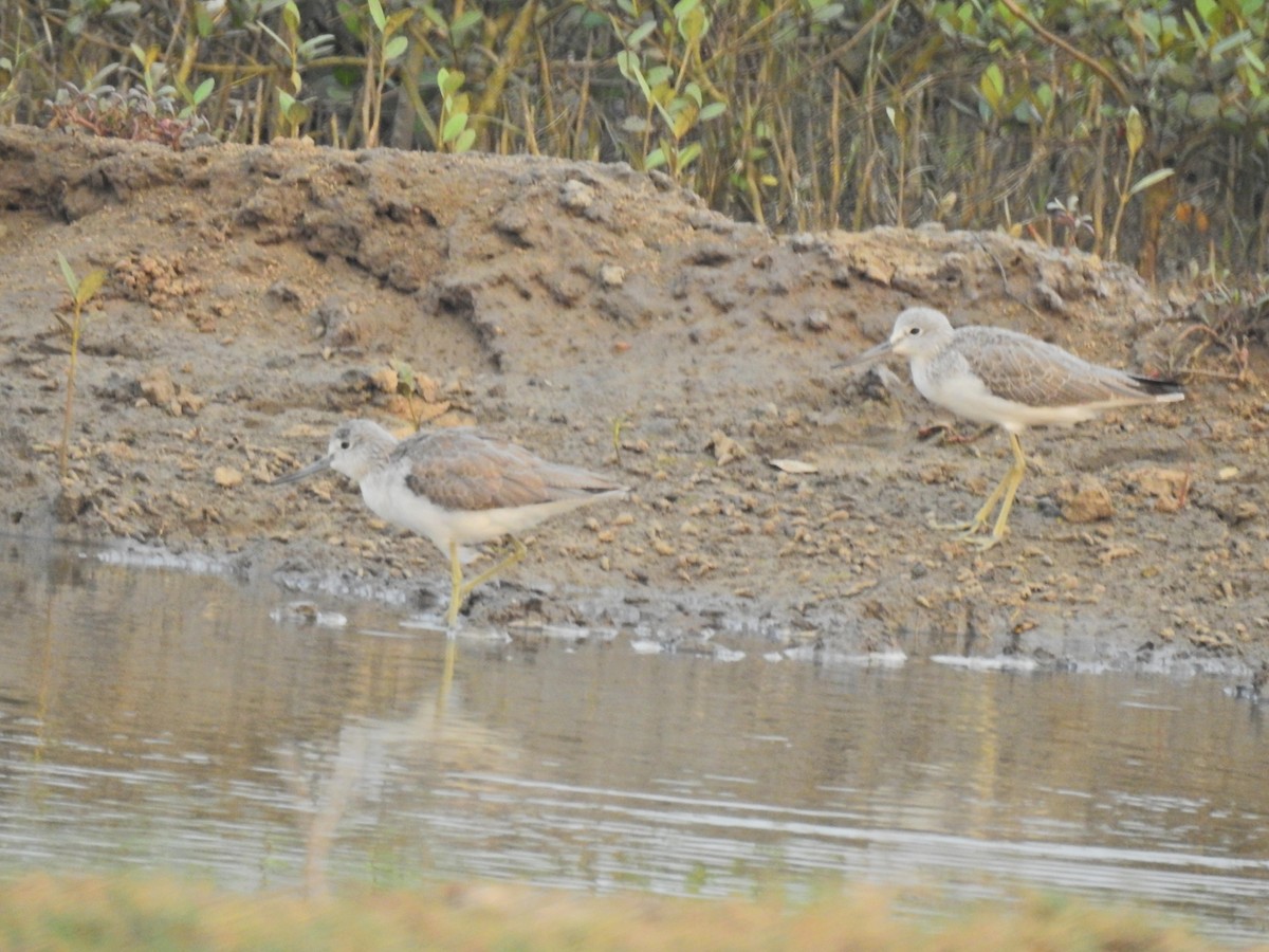 Common Greenshank - ML646959568