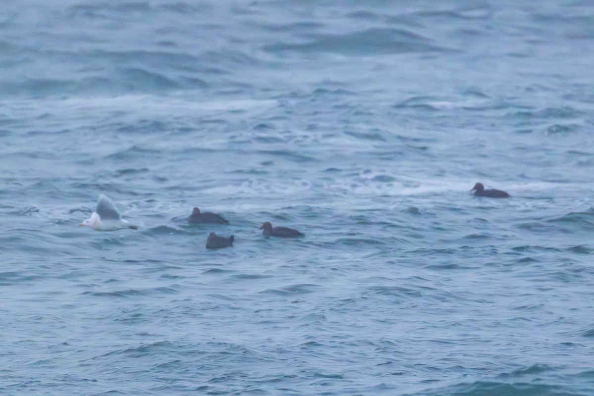 Eiderente - ML646959569