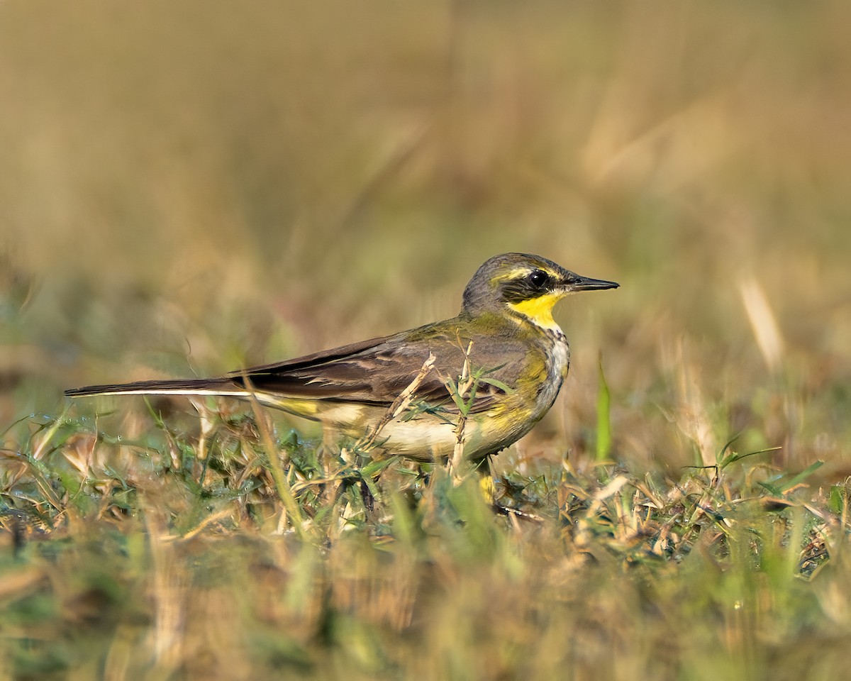 Eastern Yellow Wagtail - ML646959573
