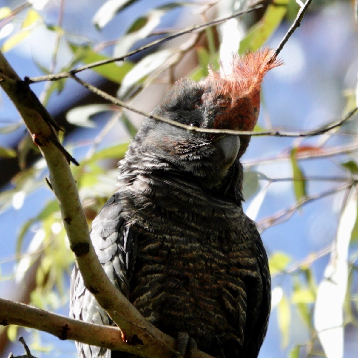Gang-gang Cockatoo - ML646959574