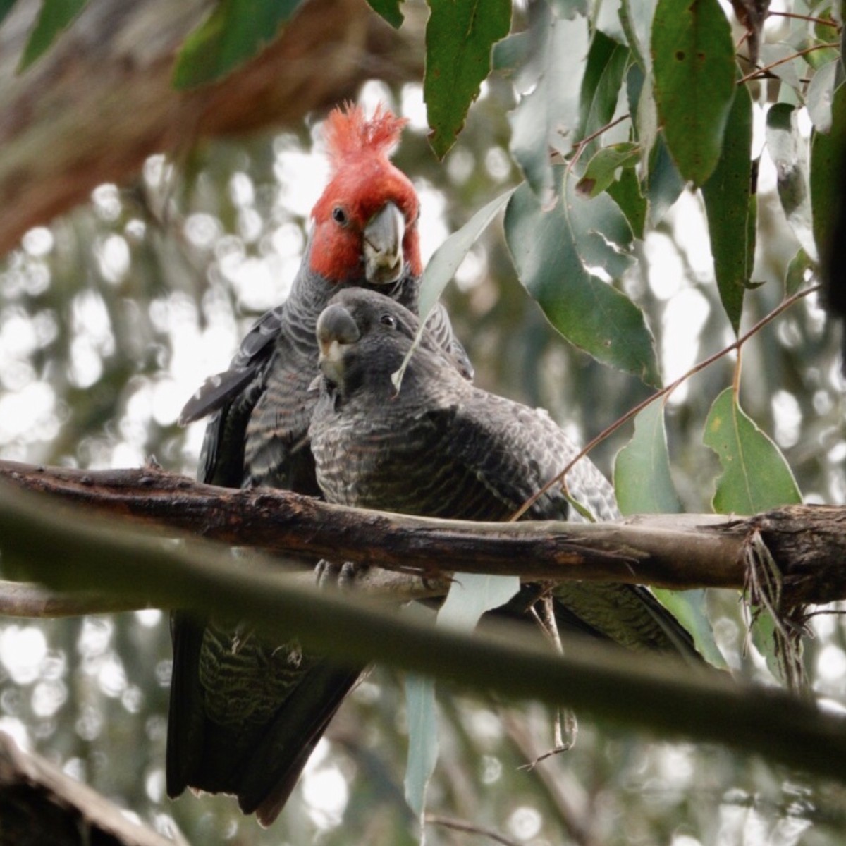 Gang-gang Cockatoo - ML646959575