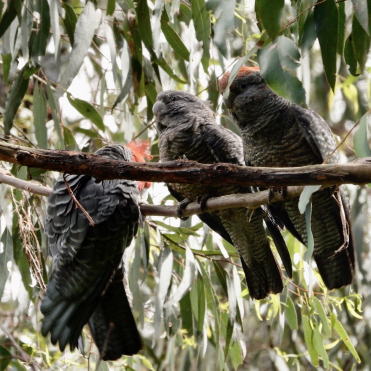 Gang-gang Cockatoo - ML646959576