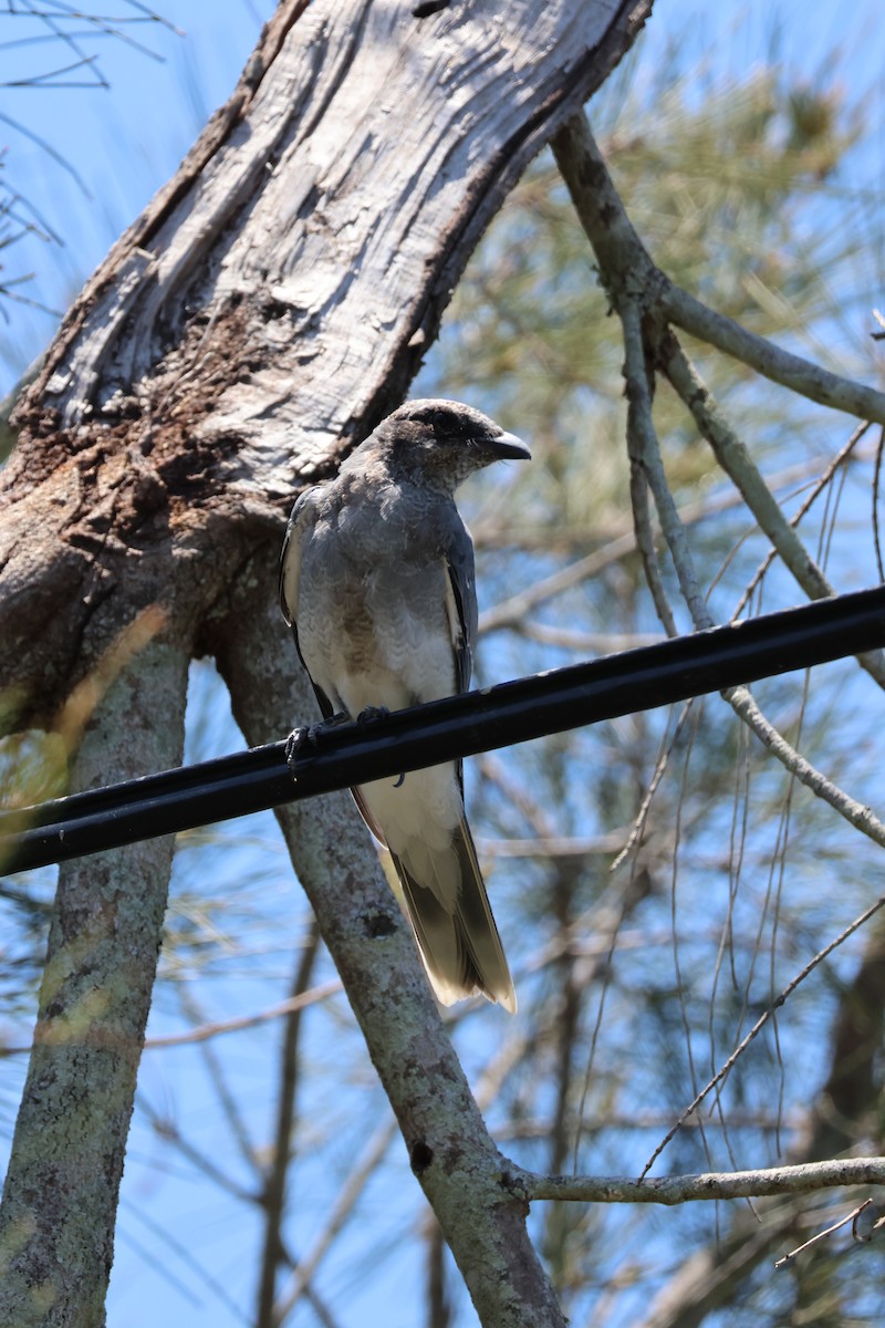 Шикачик масковий - ML646959578