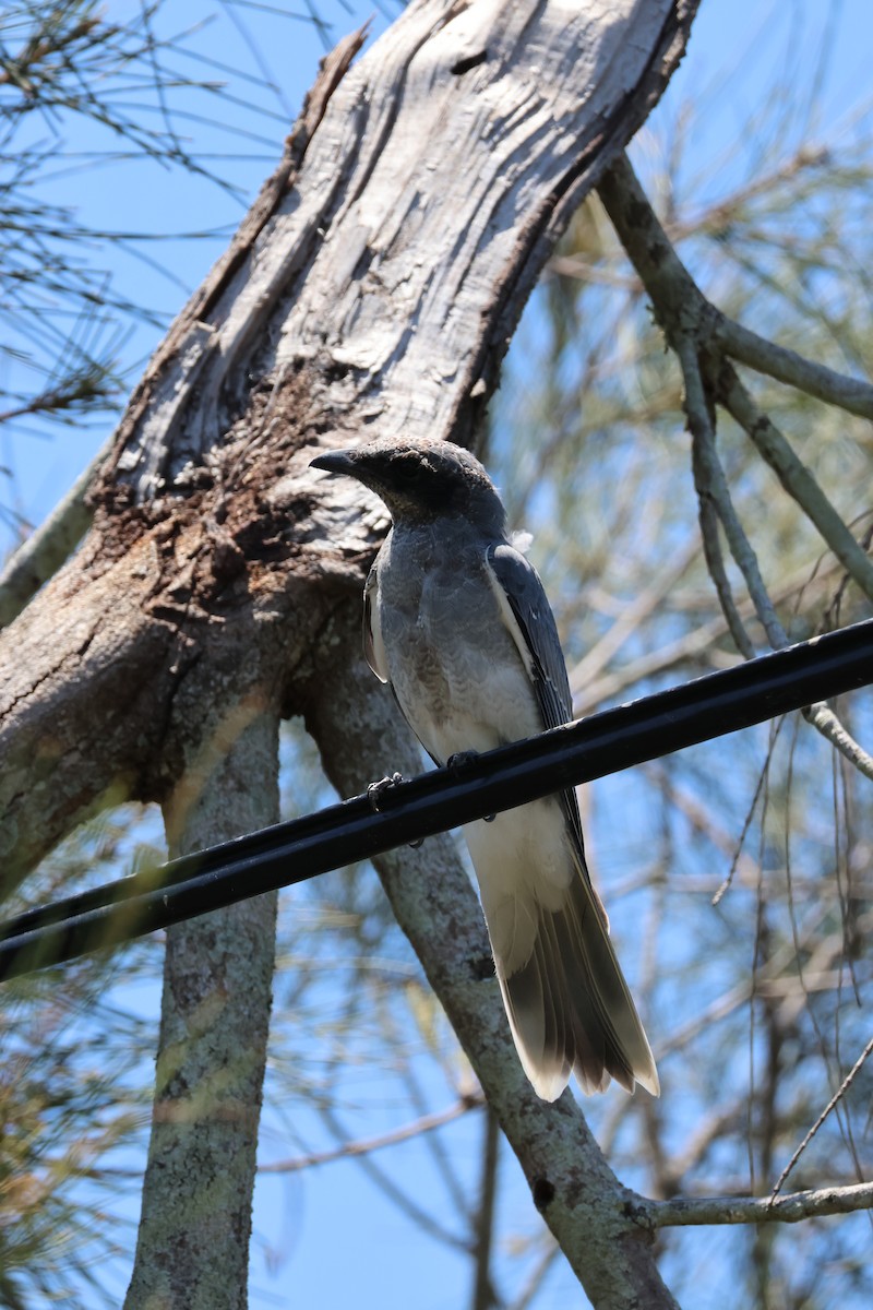 Шикачик масковий - ML646959579