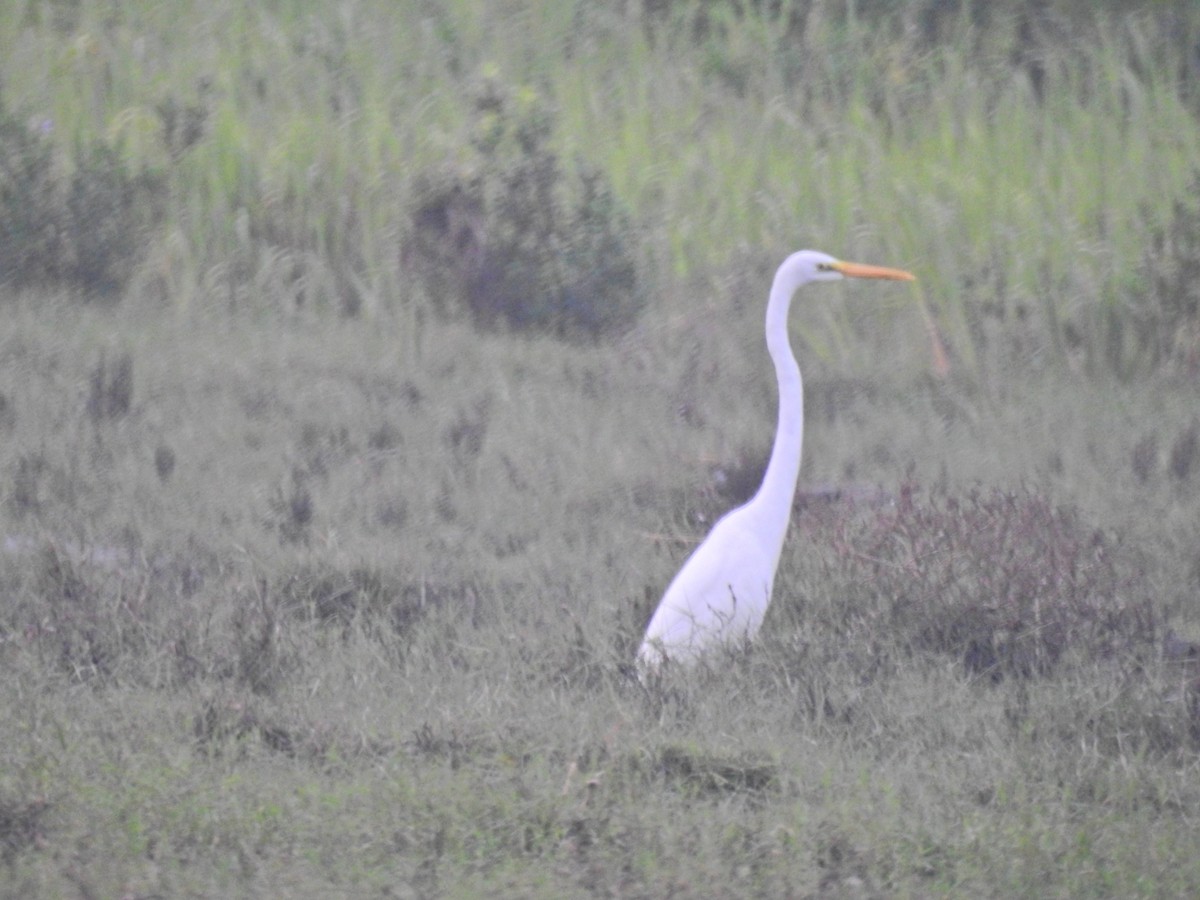 Great Egret - ML646959584