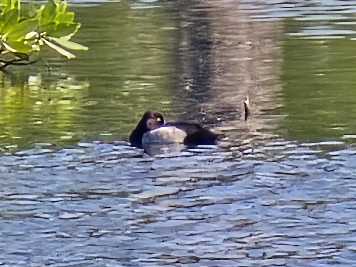 Чернь канадська - ML646959590