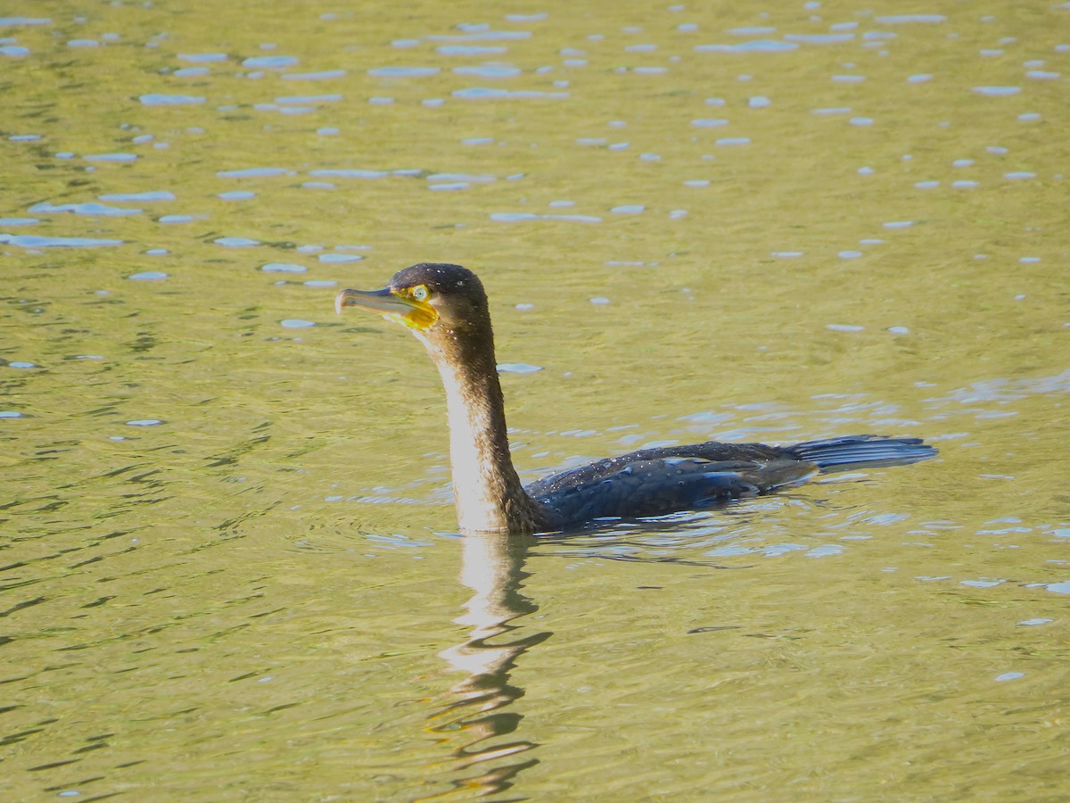 kormorán velký - ML646959597