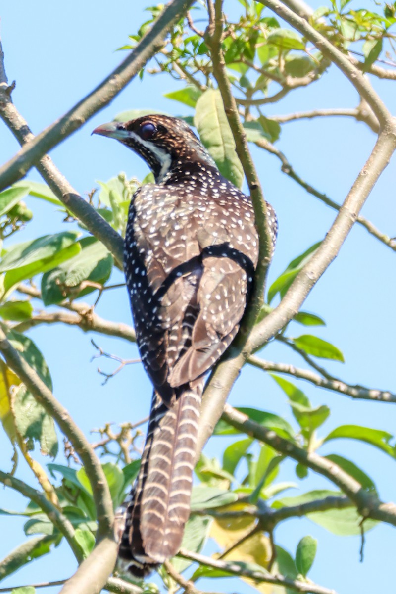 Коель східний - ML646959598