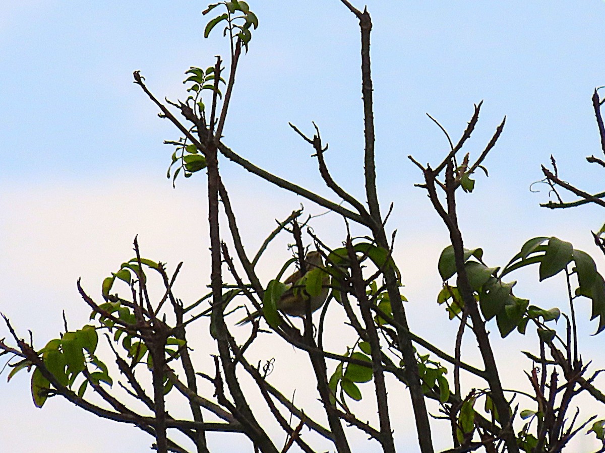 Zozo bekainzuria - ML646959602