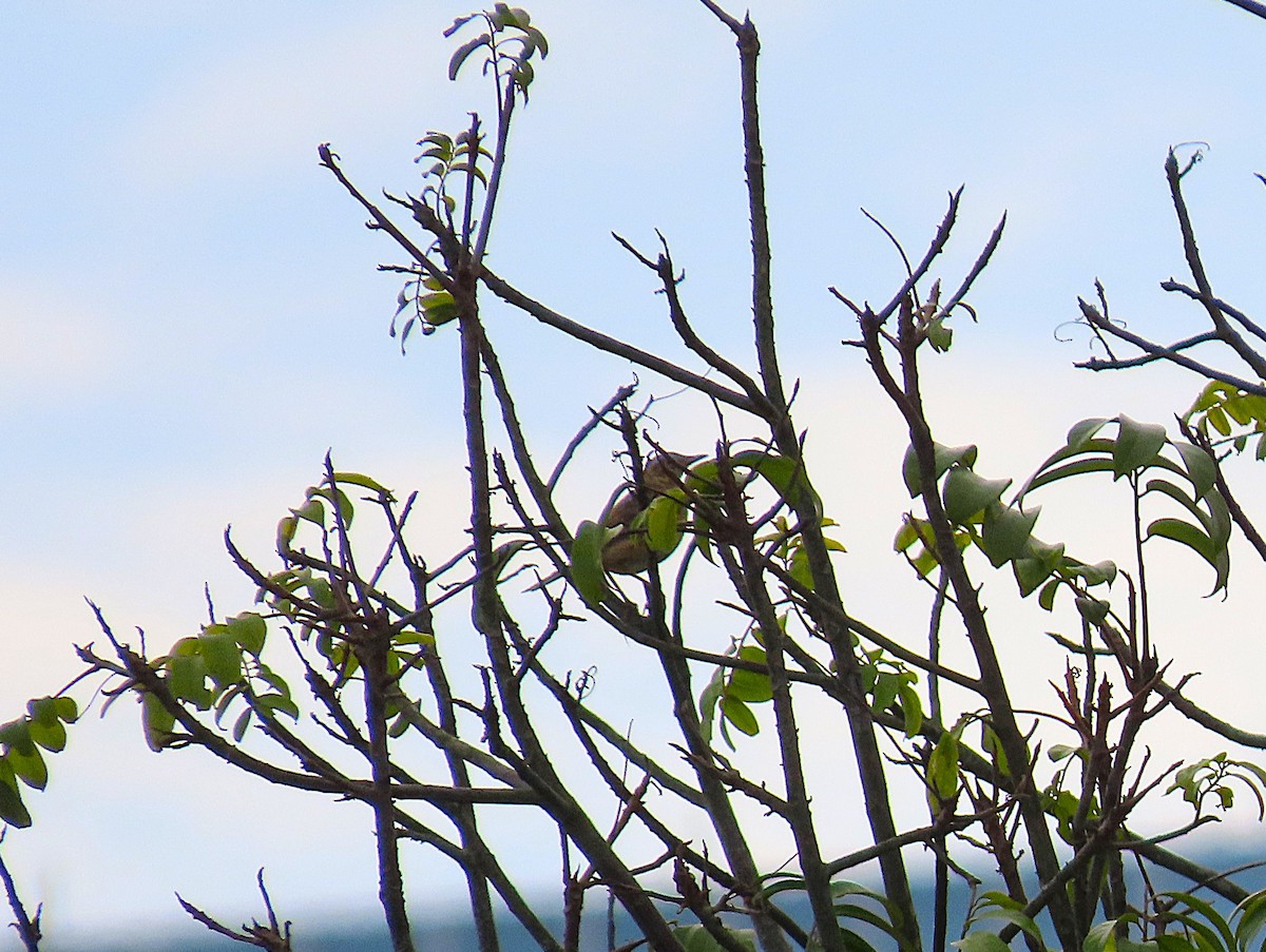 Zozo bekainzuria - ML646959603