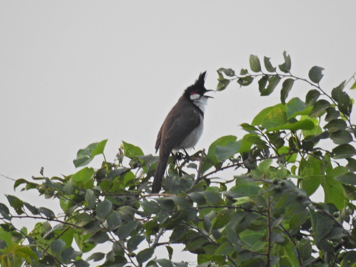 Red-whiskered Bulbul - ML646959605