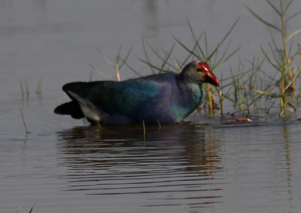 灰頭紫水雞 - ML646959606