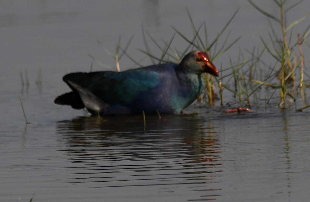 灰頭紫水雞 - ML646959607