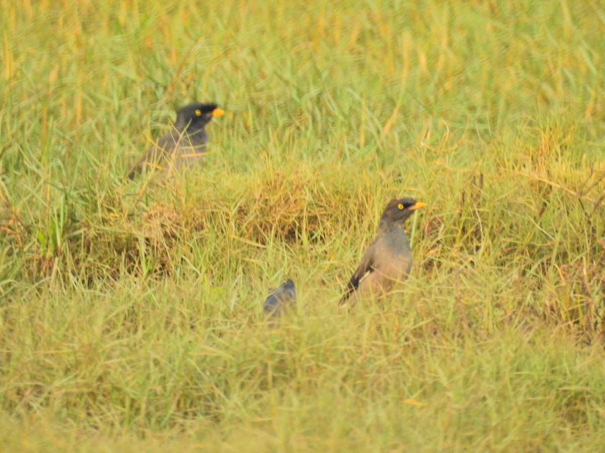 Jungle Myna - ML646959608